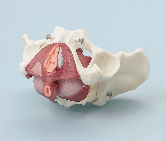 Fisioterapia del suelo pelvico en Centro Fisioterapia Nura en Sevilla